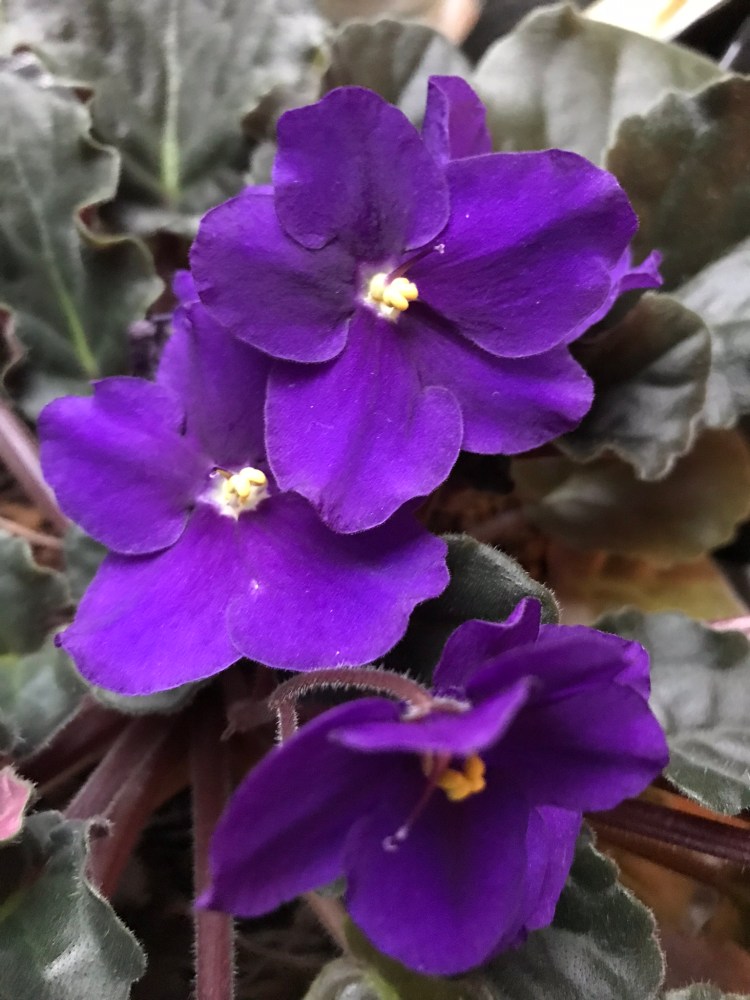 African violet.Photo by Hannah Hamilton